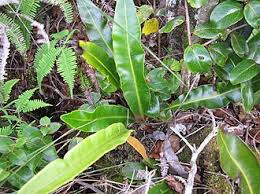 Image result for Elaphoglossum tanganjicense