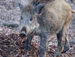 Denn am ersten mai beginnt die jagdsaison auf rehwild und sie wird einige wochen andauern. Sachsen Druckjagd Im Staatswald Beginnt Proplanta De