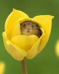 Malone says on his website that he invented the field of messenger mrna therapeutics in 1988. I Just Found Out That Harvest Mice Love Pollen So Much That They Often Fall Asleep Inside Flowers Eating It And Idk I Just Feel Like Everyone Should Know This Information Aww