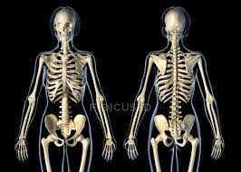 3,697 likes · 2 talking about this. Female Skeletal System On Black Background Bones Artwork Stock Photo 274954310