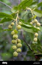 Image result for Conocarpus erectus
