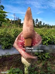 Image result for Amorphophallus goetzei
