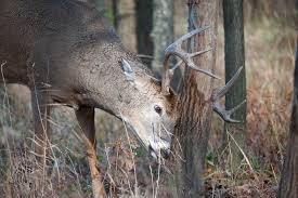 Deer can damage tree trunks by rubbing or scraping their antlers against the bark to remove the velvet and polish. How To Stop Deer From Damaging Your Trees And Landscape Trees Unlimited