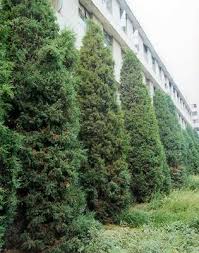 Image result for Hymenodictyon parvifolium