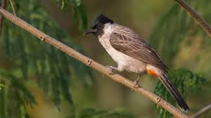 Sebagai burung kicau, kutilang memiliki keunggulan yang bisa dipertimbangkan, salah satunya harga burung kutilang yang sangat terjangkau. 11 Fakta Menarik Pelihara Burung Kutilang Fokus Jabar