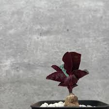 Image result for Euphorbia zambesiana