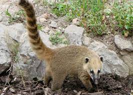 Wir durchsuchen das internet und finden das passendste angebot für dich South American Coati Facts Pictures Video Information