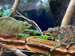 Image result for Rhipidoglossum kamerunense