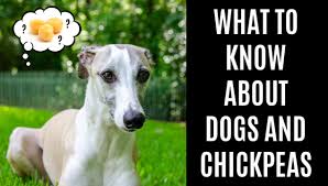 Are there dog foods made with bacon? Can Dogs Eat Chickpeas What To Know About Dogs And Chickpeas