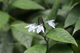 Image result for Ecbolium clarkei