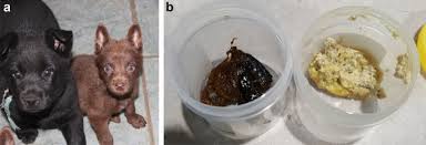 Kitchen equipment australian kelpie breeders. A Large Deletion On Cfa28 Omitting Acsl5 Gene Is Associated With Intestinal Lipid Malabsorption In The Australian Kelpie Dog Breed Scientific Reports