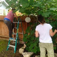 San antonio express news gardening, etc. The San Antonio Fruit Tree Project S Unexpected Urban Bounty