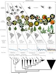 Image result for Mimosa 1988 Tracer