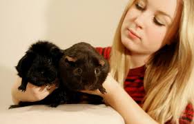 Poor excuse for pet owners pushes animal charity to the limit