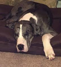 The great dane (18th cent. Adopt Theo On Petfinder Dog Adoption Great Dane Rescue Help Homeless Pets