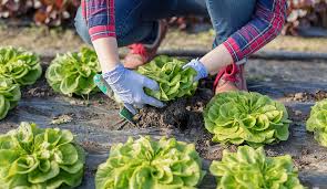 As far as taste, the oriental cultivars are milder, while southern mustard greens have a hot and peppery flavor to them. Growing Lettuce A Guide To Planting Harvesting Lettuce