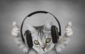 We did not find results for: Why Do Some Cats Love Music Petsoid