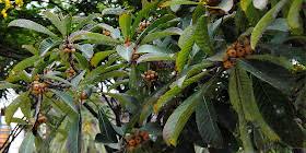 Image result for Ficus saussureana