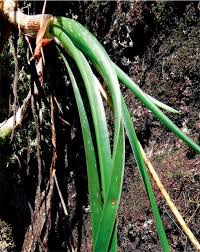 Image result for Aloe rulkensii