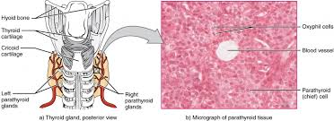 The Parathyroid Glands Anatomy And Physiology Ii
