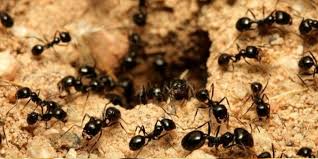 3 4 no libro de proverbios da biblia, as formigas son utilizadas como bo exemplo polo seu traballo duro e a súa cooperación. Formas De Combater Formigas Domesticas Sanitas Tradicao Em Dedetizacao No Rio De Janeiro