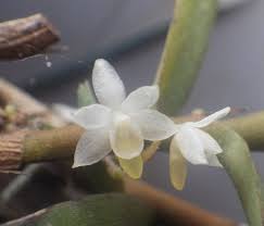 Image result for Eggelingia clavata