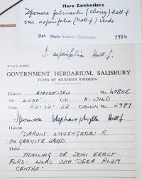 Image result for Ipomoea fulvicaulis