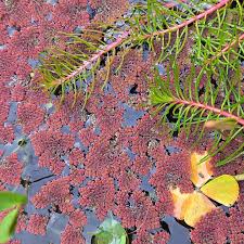 Image result for Aldrovanda