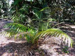 Image result for Raphia ruwenzorica