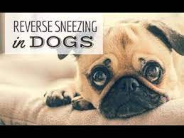 Lightly blowing in his face may also help. What Is Reverse Sneezing In Dogs And How To Stop It Caninejournal Com
