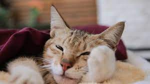 Kucing bakal tunjukkan 6 tanda ini kalau hendak melahirkan. Kenali Tanda Kucing Demam Dan Cara Mengobatinya