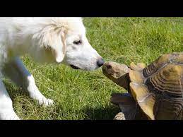 Tortoises Chasing Cats And Dogs Funny Animal Compilation Youtube