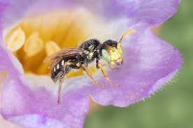 Image result for Isoglossa perdita