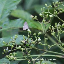 Image result for Sarcophrynium brachystachyum