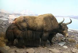 Yak and musk deer are the main animals found in sikkim. Wild Yak Wikipedia