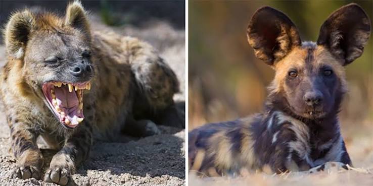 Survival of the fittest | Hyenas fierce adversaries of jungle king lions | Arunachal Observer
