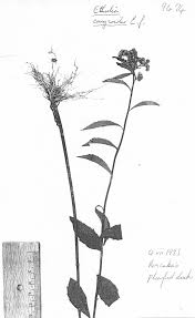 Image result for Ethulia