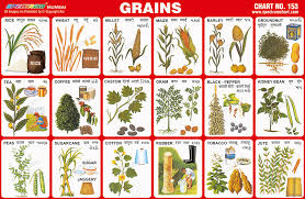 spectrum educational charts chart 153 grains