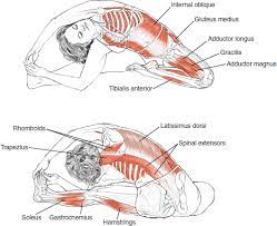 34+ fakten über anatomy ofsirsasana pose: Rasa Yoga Cafe Parivrtta Janu Sirsasana Revolved Head To Knee Pose