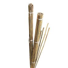 The color combination of blue green canes, brown sheath, and light green foliage is an endless visual feast. Gardman Bamboo Cane 243cm Pack Of 10 Diy At B Q