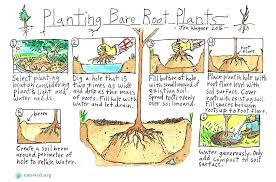 Mycorrhizal networks allow for the transfers of signals and cues between plants which influence the behavior of the connected plants by inducing morphological or physiological changes. How To Plant Native Plants Emswcd