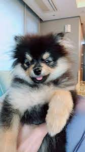 1600pixels x 1000pixels size : Pin By Kim Taehyung On Yeontan Bts Dogs Cute Dogs Pom Dog