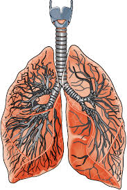 40 mg daily increasing to 60 mg daily if no regression is noted. Gesundheit Und Befinden SÄnÄtatea Si Starea SÄnÄtÄÅ£ii Springerlink