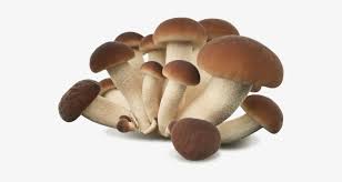 We did not find results for: Black Poplar Mushroom Pleurotus Eryngii Free Transparent Png Download Pngkey