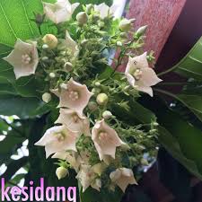 Selain indah dipandang dan memberi semerbak wangi, bunga juga bisa menjadi inspirasi pembuatan puisi. Pokok Kesidang Menjalar Dan Bunga Wangi Shopee Malaysia