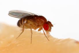 Chromosome contains the genetic material that is required by the organism to develop and grow. Drosophila Melanogaster Wikipedia