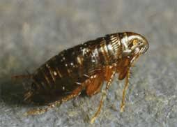 image of fleas के लिए इमेज परिणाम