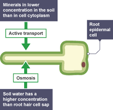 Plant root hair cell diagram. Question 0177e Socratic