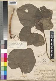 Image result for Hildegardia