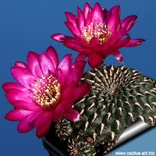 Image result for Holubia saccata